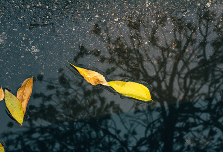 Fallen leaves on the wet groundの写真素材