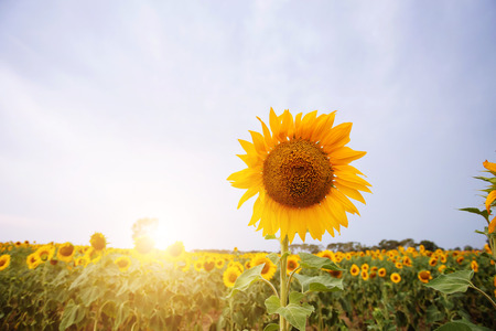 sunflower fieldの写真素材