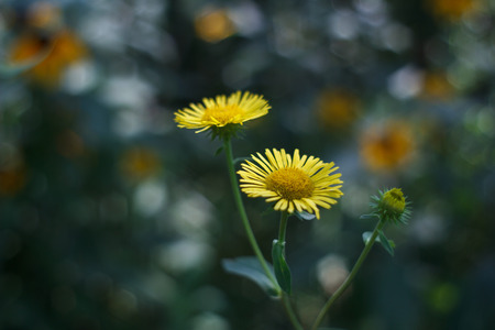 Daisy in the wildの写真素材