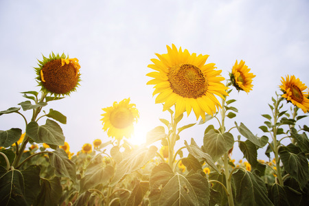 sunflower fieldの写真素材