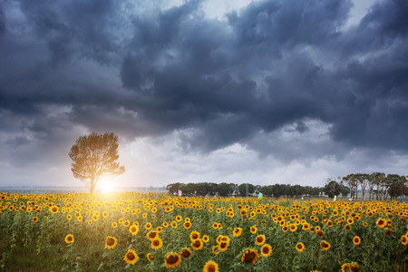 sunflower fieldの写真素材