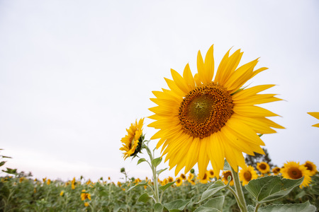 sunflower fieldの写真素材