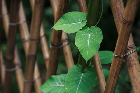 Morning glory on the fence in summerの写真素材