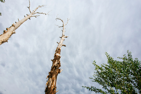 the trees in the grassland before the rainの写真素材