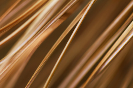 Dry pine needles,close upの写真素材
