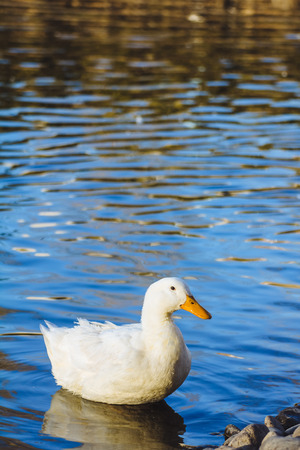 white duck in the lake at Lhasaの写真素材