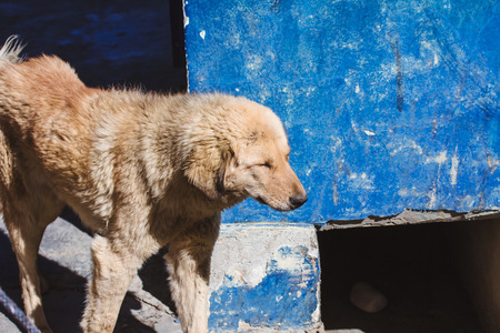 Dog in the outdoorsの写真素材