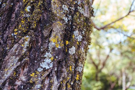 Close up to a tree trunk in the forest