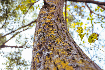 Close up to a tree trunk in the forest の写真素材