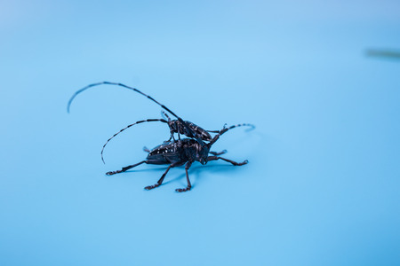 long-horned beetleの写真素材