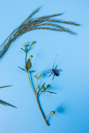 long-horned beetleの写真素材