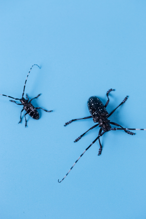 long-horned beetleの写真素材