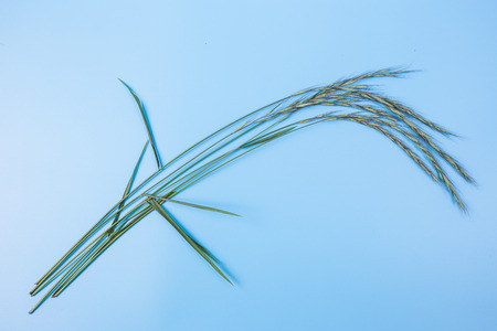 grassの写真素材