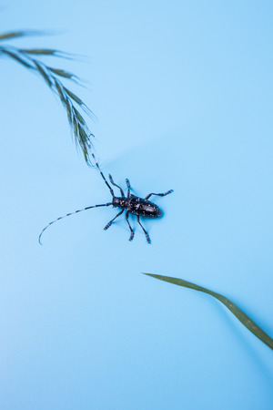 long-horned beetleの写真素材