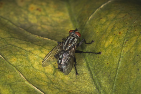 fly on the leafの写真素材