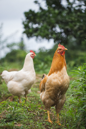 chicken in Chinese rural areas of Chinaの写真素材