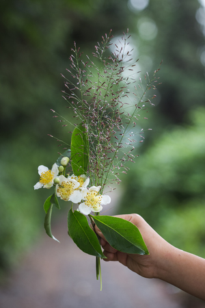 Cinnamomum camphora flower in summerの写真素材