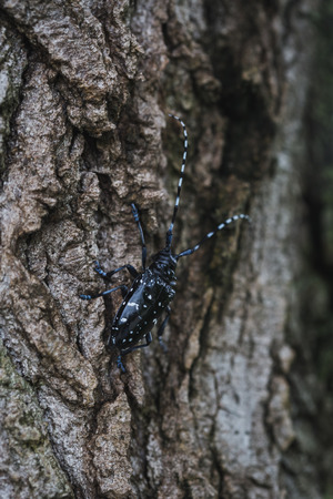 Close up to longicorn beetleの写真素材