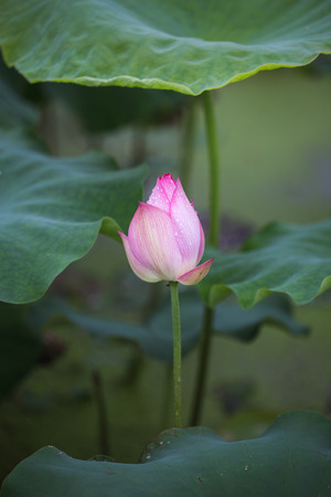 Lotus in summerの写真素材