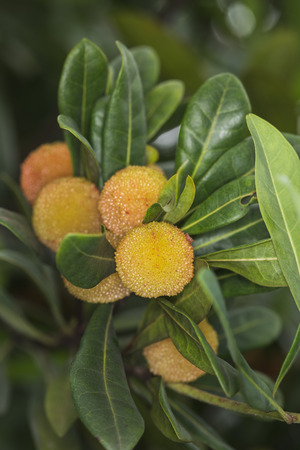 red bayberryの写真素材