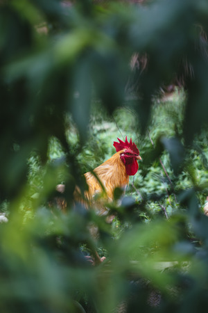 chicken in Chinese rural areas of Chinaの写真素材