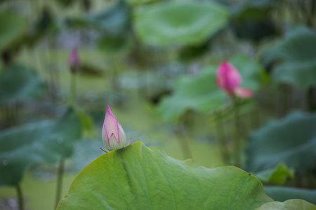 Lotus in summerの写真素材