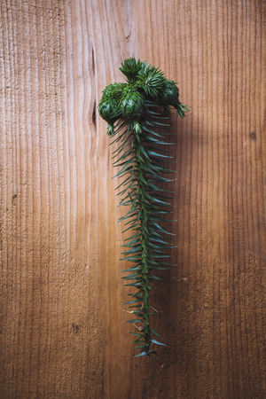 China fir branchの写真素材