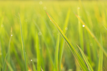rice field in the morningの写真素材
