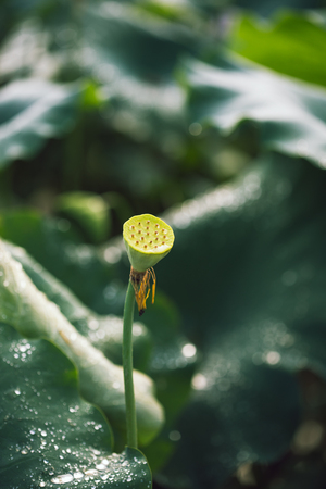 Lotus in summerの写真素材