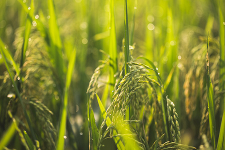 rice field in the morningの写真素材
