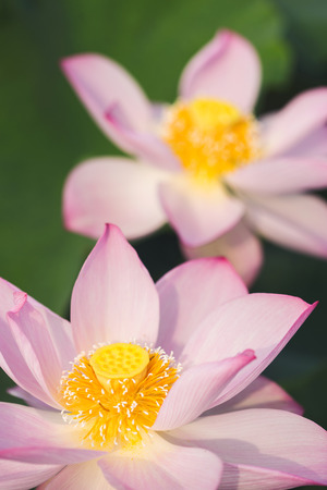 Lotus in summerの写真素材