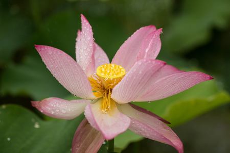 Lotus in summerの写真素材