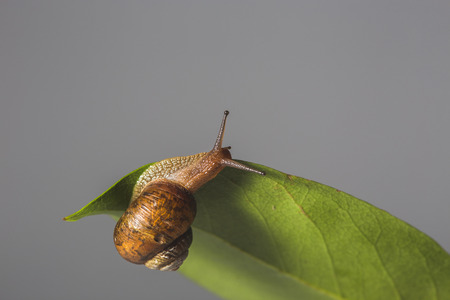 Snail