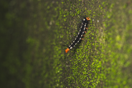 Caterpillarの写真素材