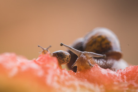 Snailの写真素材