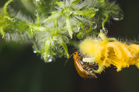 Leaf beetle on gerkin flower