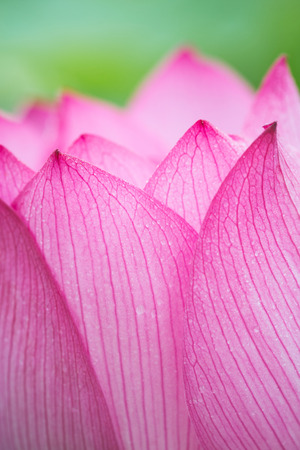 Lotus in summerの写真素材