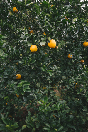 Navel orange orchard,Jiangxi,Chinaの写真素材
