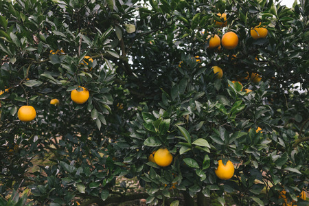 Navel orange orchard,Jiangxi,Chinaの写真素材