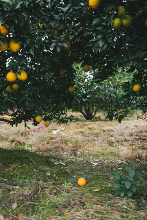 Navel orange orchard,Jiangxi,Chinaの写真素材