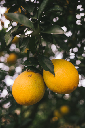 Navel orange orchard,Jiangxi,Chinaの写真素材