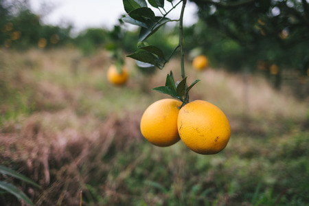 Navel orange orchard,Jiangxi,Chinaの写真素材