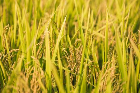 rice paddy fieldの写真素材