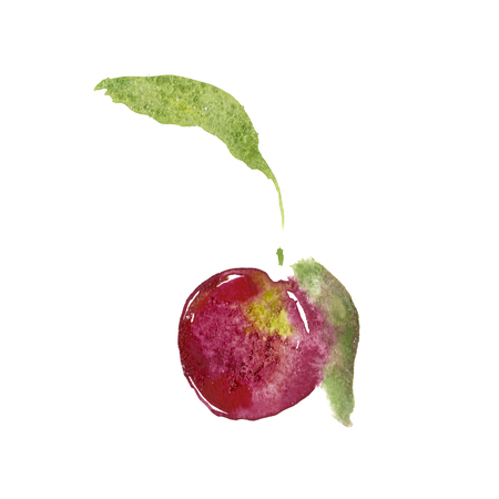 Watercolor plum illustration with ripened fruits. Watercolor isolated plum art with white background high resolution.の写真素材