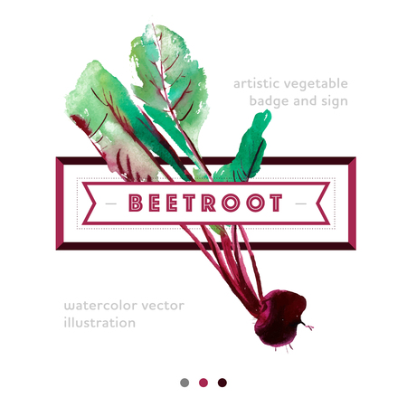 Watercolor vector beetroot badge, banner with beetroot, vector Beetroot vector, beetroot, food ingredients, beetrootのイラスト素材