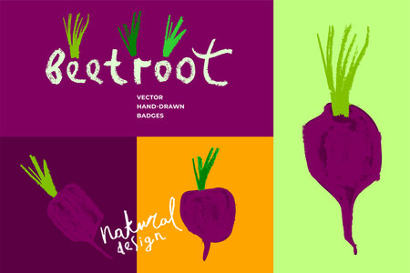 Set of hand drawn vector illustrations of beetroot. Collection of organic vegetables. Vector beetroot drawing in trendy pencil hand-drawn style. Sugar beet illustration. Beeroot icon.のイラスト素材