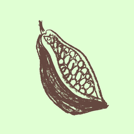 Cocoa bean icon. Hand drawn sketch vector Cacao beans. Leaves of Cocoa bean isolated. Bean to bar cacao. Organic product doodle for cafe, shop, menu. Plant part for label, logo.のイラスト素材