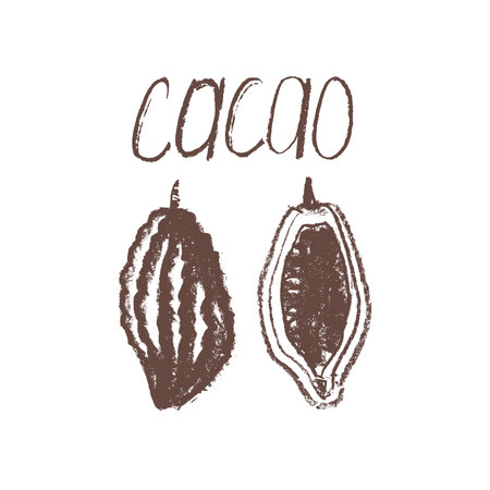 Cocoa bean icon. Hand drawn sketch vector Cacao beans. Cocoa beans isolated. Symbol Bean-to-Bar cacao. Organic product doodle for cafe, label chocolate. Plant part for logo design.のイラスト素材