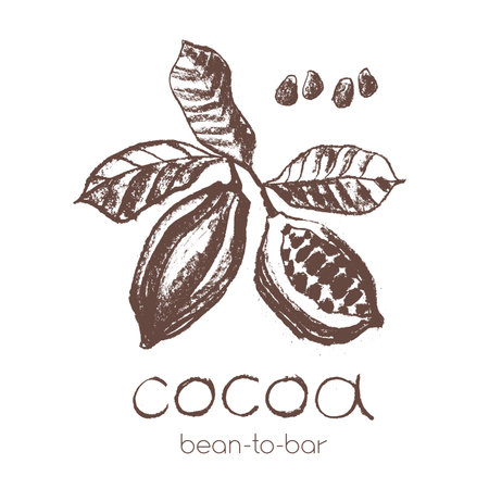Cocoa bean emblem. Hand drawn sketch vector Cacao beans icon. Cocoa beans isolated. Symbol Bean to Bar cacao. Organic product doodle. Label chocolate, cocoa butter badge.のイラスト素材
