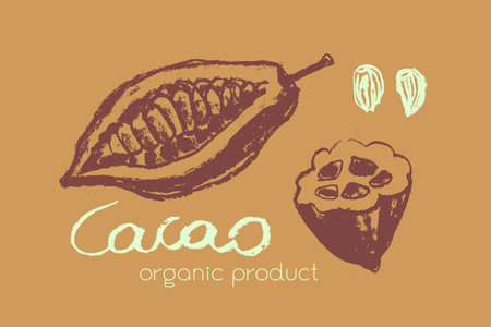 Cocoa bean emblem. Hand drawn sketch vector Cacao beans icon. Cocoa beans isolated. Symbol Bean to Bar cacao. Organic product doodle. Label chocolate, cocoa butter badge.のイラスト素材